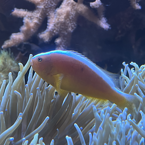 Clownfish ID