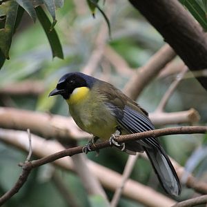 Blue-crowned Laughingthrush (Garrulax courtoisi)
