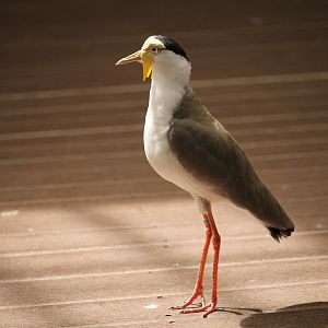 Masked Lapwing (Vanellus miles)