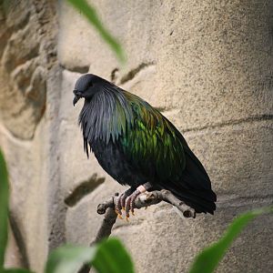 Nicobar Pigeon (Caloenas nicobarica)