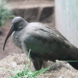 Hadada Ibis (Bostrychia hagedash)