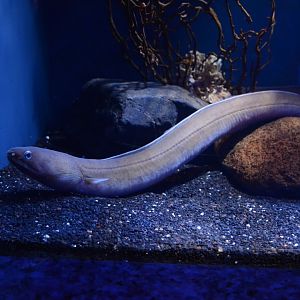 Manetail snake eel (Ophichthus urolophus)