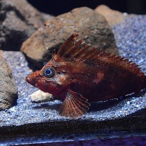 Banded waspfish (Ocosia fasciata)