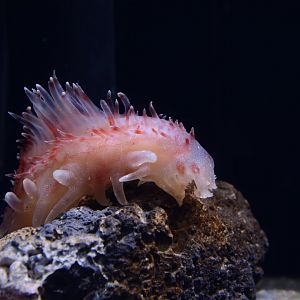 Deep-sea cucumber (Laetmogone maculata)