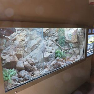 Rattlesnake Exhibits