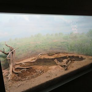Colorado River Toad Exhibit