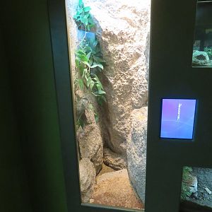 Canyon Tree Frog Exhibit