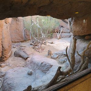 Gray Fox Exhibit