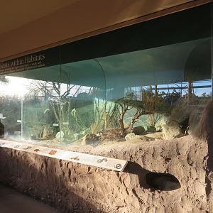 Outdoor Rattlesnake Terrariums