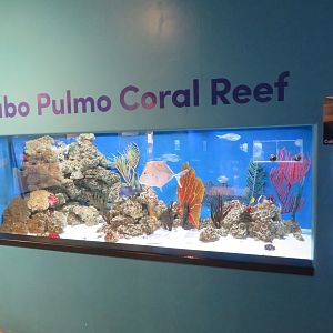 Cabo Pulmo Coral Reef Tank