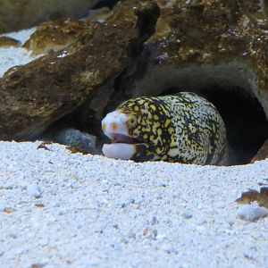 Snowflake Moray Eel