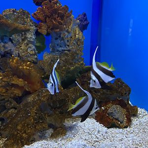 Schooling Bannerfish