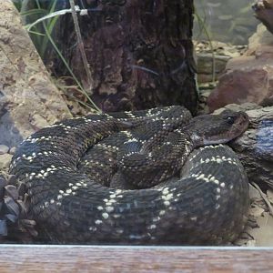 Arizona Black Rattlesnake