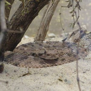 Sidewinder Rattlesnake
