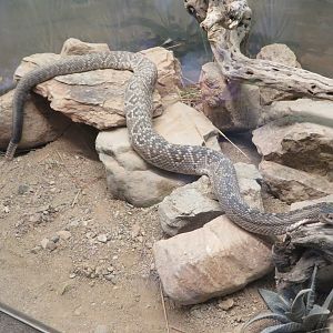 Black-tailed Rattlesnake