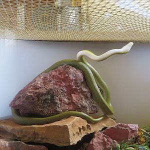 Green Ratsnake