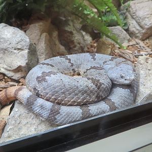 Banded Rock Rattlesnake