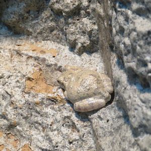 Canyon Tree Frog