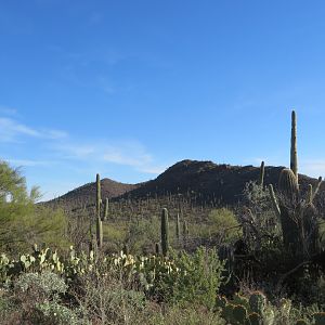 Desert Museum Landscape