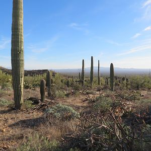 Desert Museum Landscape