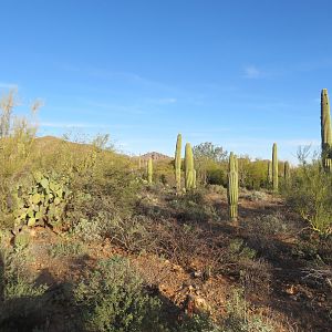 Desert Museum Landscape