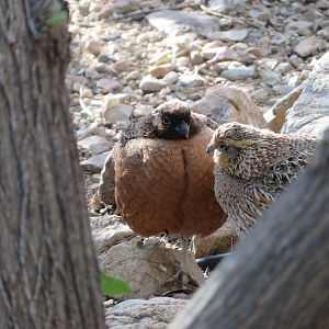 Masked Bobwhite Quail