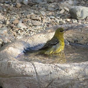 Hooded Oriole (Female)