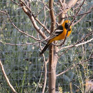 Hooded Oriole (Male)