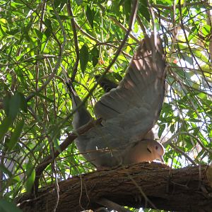 White-winged Dove Displaying
