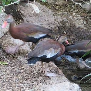 Black-bellied Whistling Ducks