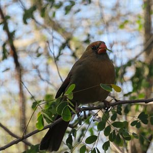 Cardinal-Pyrrhuloxia Hybrid