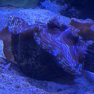 Giant clam ID