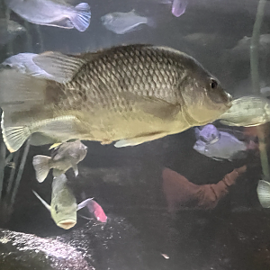 Fish ID