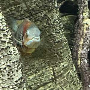 Cichlid ID
