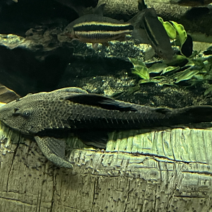 Pleco ID