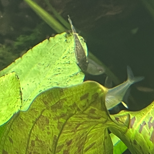 Otocinclus ID