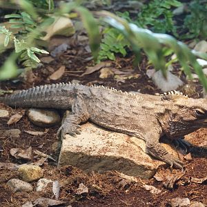 Tuatara/ Sphenodon punctatus
