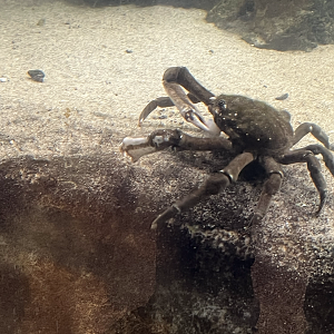 Spider crab ID