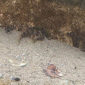 Blenny ID