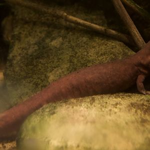 Shangcheng Stout Salamander/ Pachyhynobius shangchengensis