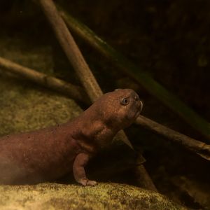 Shangcheng Stout Salamander/ Pachyhynobius shangchengensis