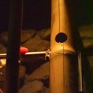 Feathertail Glider (Acrobates pygmaeus)