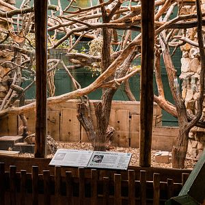 Armadillo, Golden Lion Tamarin, Pygmy Marmoset