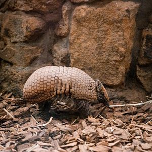 Armadillo