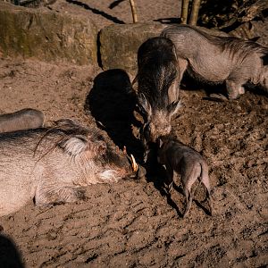 Warthog family