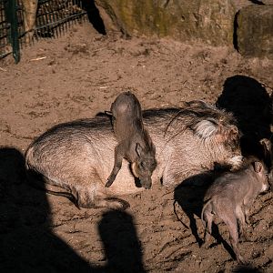 Warthog family