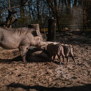 Warthog family