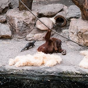 Orang and Otter
