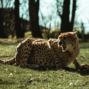 Cheetah feeding