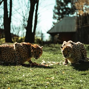 Cheetah feeding